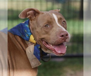 American Staffordshire Terrier Dogs for adoption in San Antonio, TX, USA