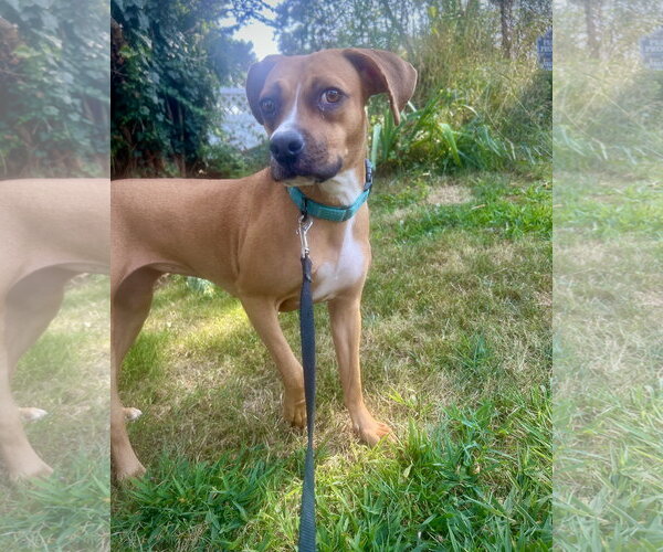 Medium Photo #9 Boxer-Unknown Mix Puppy For Sale in Dumont, NJ, USA