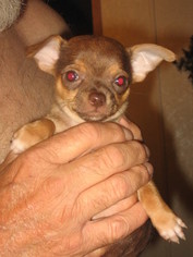 Chihuahua Puppy for sale in KINGS MOUNTAIN, NC, USA