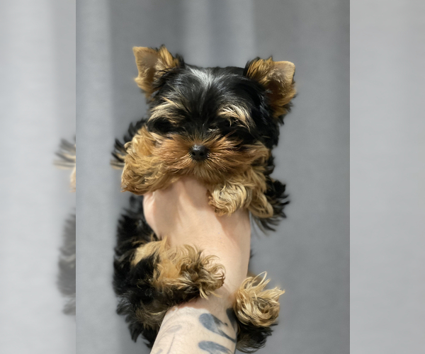 Medium Photo #3 Yorkshire Terrier Puppy For Sale in ARCADIA, CA, USA