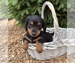 Small #3 Dachshund