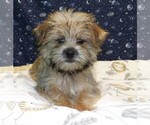 Small Photo #12 Morkie Puppy For Sale in PATERSON, NJ, USA