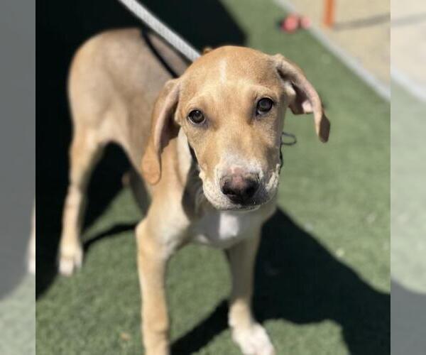 Medium Photo #3 Labrador Retriever-Unknown Mix Puppy For Sale in San Diego, CA, USA