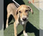 Small #2 Labrador Retriever Mix
