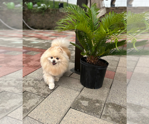 Mother of the Pomeranian puppies born on 04/29/2025