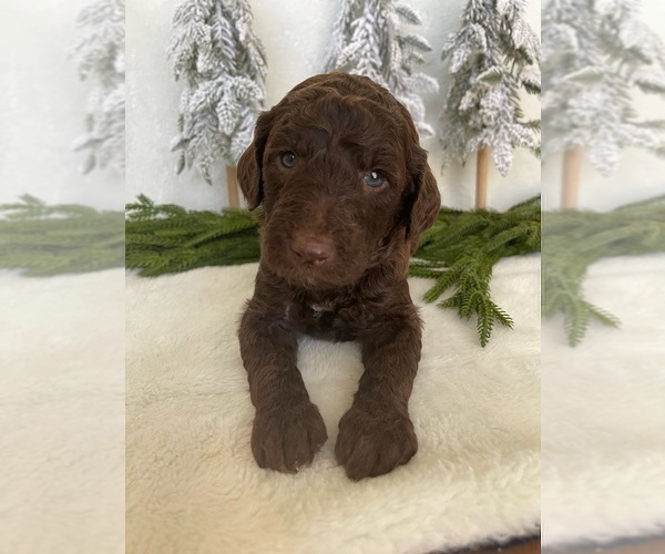 Medium Photo #3 Goldendoodle Puppy For Sale in JENKS, OK, USA