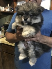 Pomsky Puppy for sale in EAST HAVEN, CT, USA