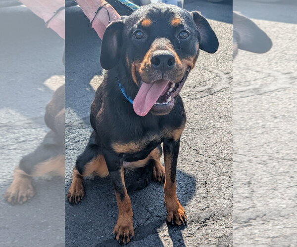 Medium Photo #3 Rottweiler Puppy For Sale in Hillsboro, NH, USA