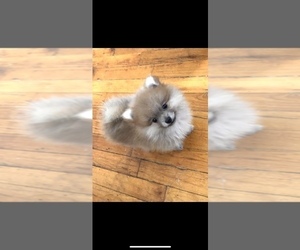 Pomeranian Puppy for sale in LITTLE FERRY, NJ, USA
