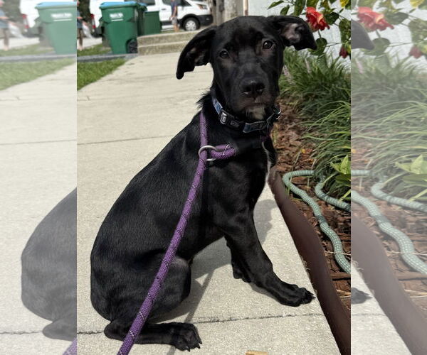 Medium Photo #3 Catahoula Leopard Dog-Labrador Retriever Mix Puppy For Sale in Sanford, FL, USA