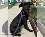 Small #2 Catahoula Leopard Dog-Labrador Retriever Mix
