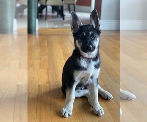 German Shepherd Dog Puppy for sale in N VALLEY STREAM, NY, USA