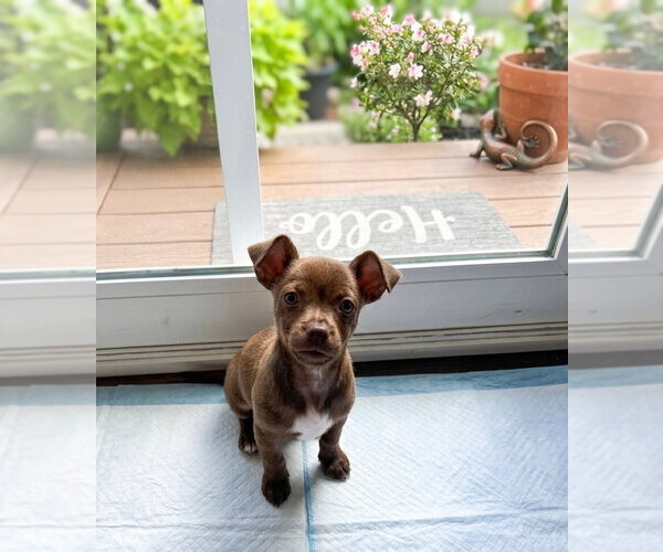Medium Photo #4 Chihuahua-Unknown Mix Puppy For Sale in Newport Beach, CA, USA