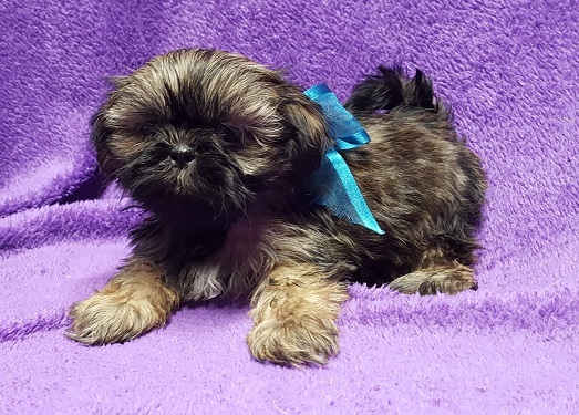 Medium Photo #2 Shih Tzu Puppy For Sale in BUFFALO, MO, USA