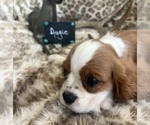 Small #5 Cavalier King Charles Spaniel