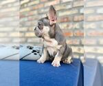 Small #8 French Bulldog