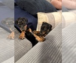 Small #19 Doberman Pinscher