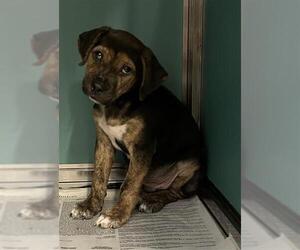 Mutt Dogs for adoption in San Antonio, TX, USA