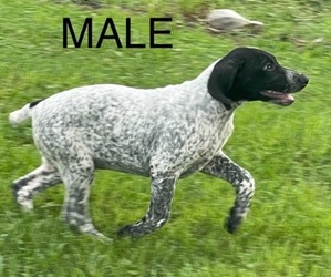 German Shorthaired Pointer Puppy for sale in LEITCHFIELD, KY, USA