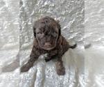 Small Photo #4 Aussiedoodle Puppy For Sale in UNIONVILLE, IA, USA