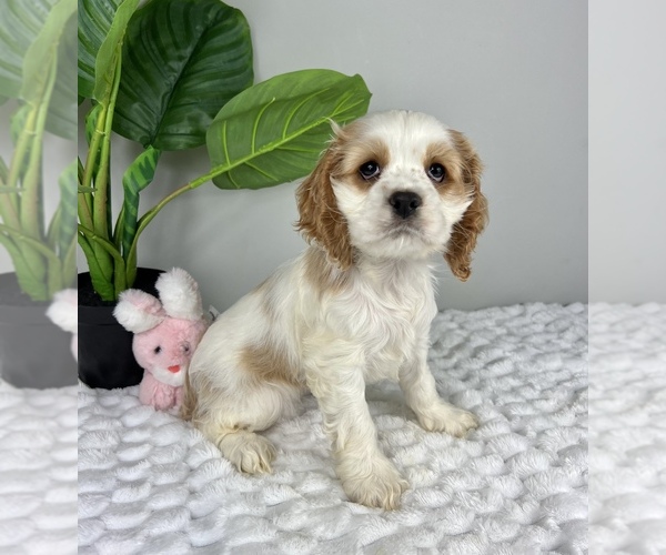 Medium Photo #4 Cocker Spaniel Puppy For Sale in FRANKLIN, IN, USA