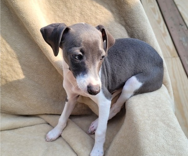 Medium Photo #3 Italian Greyhound Puppy For Sale in NEWTOWN SQUARE, PA, USA