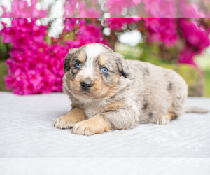 Australian Mountain Dog Puppy for Sale in SHREVE, Ohio USA