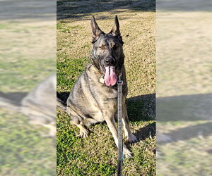 German Shepherd Dog Dogs for adoption in Modesto, CA, USA
