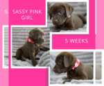 Small Photo #4 Labrador Retriever Puppy For Sale in DEMING, NM, USA
