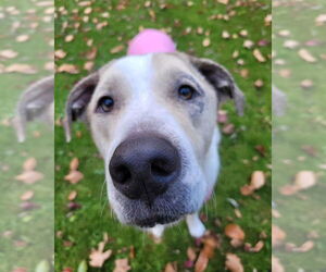 Great Dane-Unknown Mix Dogs for adoption in Bullard, TX, USA