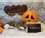 Puppy Puppy 4 Dachshund