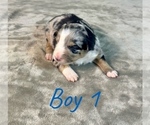 Small #8 Australian Shepherd