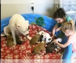 Image preview for Ad Listing. Nickname: Litter of 7