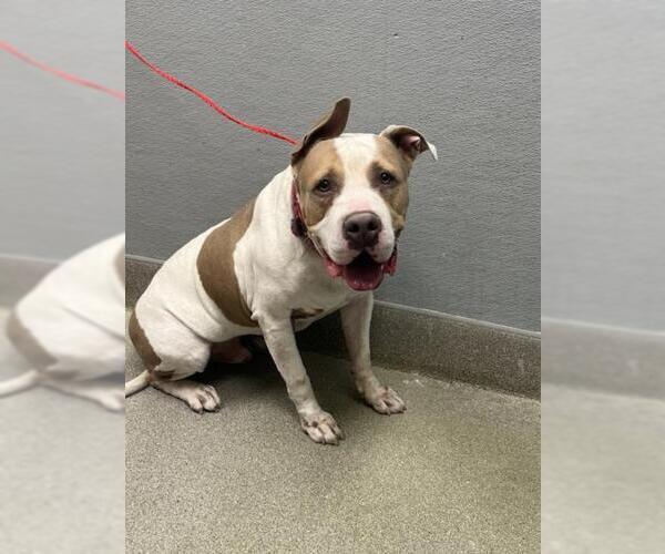 Medium Photo #1 American Pit Bull Terrier-Unknown Mix Puppy For Sale in Las Vegas, NV, USA