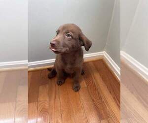 Labrador Retriever-Siberian Husky Mix Puppy for sale in OXON HILL, MD, USA