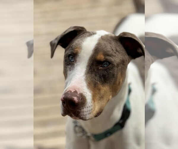 Medium Photo #2 Catahoula Leopard Dog-Unknown Mix Puppy For Sale in Bellevue, WA, USA