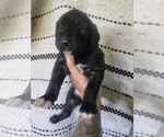 Small Photo #11 Irish Wolfhound-Poodle (Standard) Mix Puppy For Sale in OMAHA, AR, USA