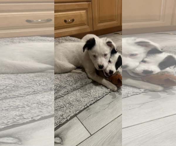 Medium Photo #3 Borador Puppy For Sale in Sandy, UT, USA