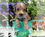 Small Photo #14 Poodle (Miniature) Puppy For Sale in BULLARD, TX, USA