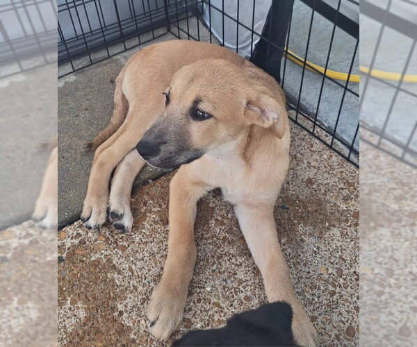 Medium Photo #3  Puppy For Sale in , 