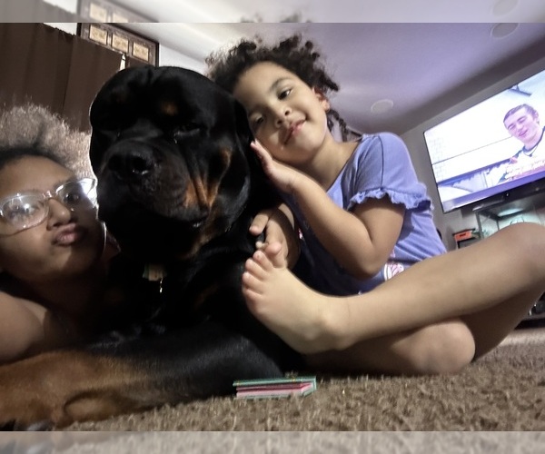 Medium Photo #1 Rottweiler Puppy For Sale in TOMS RIVER, NJ, USA
