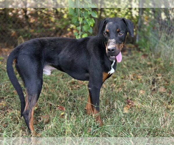 Medium Photo #3 Black and Tan Coonhound-Unknown Mix Puppy For Sale in Anniston, AL, USA