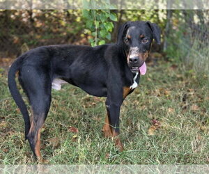 Ace - Male Black and Tan Coonhound-Unknown Mix Dog for Adoption - Photo #3