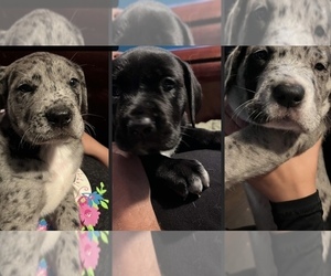 Saint Dane Puppy for sale in AMSTERDAM, NY, USA