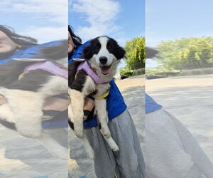 Border Collie-Unknown Mix Dogs for adoption in Agoura Hills, CA, USA