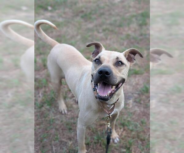 Medium Photo #2 Labrador Retriever-Unknown Mix Puppy For Sale in Palmetto, FL, USA