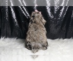 Small #4 Poodle (Miniature)