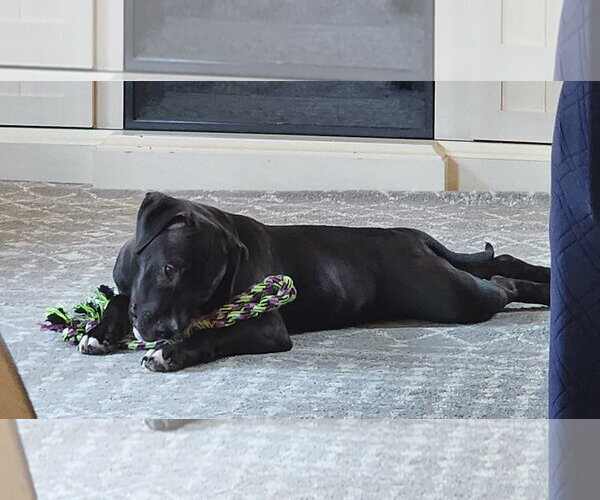 Medium Photo #6 American Staffordshire Terrier-Labrador Retriever Mix Puppy For Sale in New Hampton, NY, USA