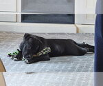 Small #5 American Staffordshire Terrier-Labrador Retriever Mix