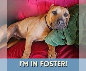 Chinese Shar-Pei-Unknown Mix Dogs for adoption in Alameda, CA, USA